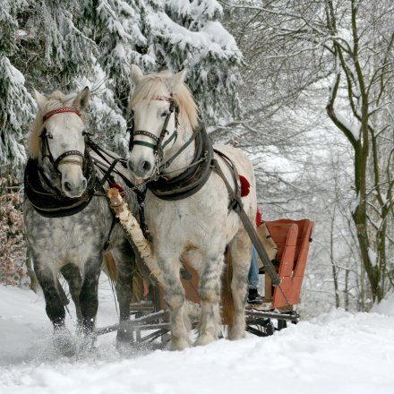 Sleigh Rides