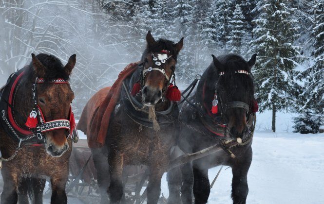Sleigh Rides