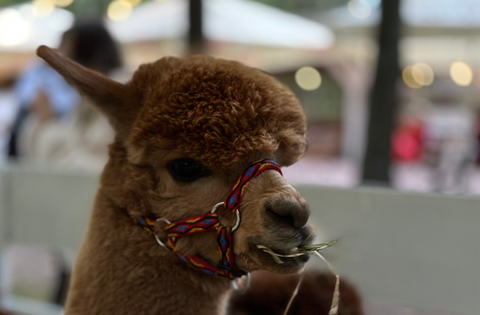 Piknik w Mercure Wiązowna Brant