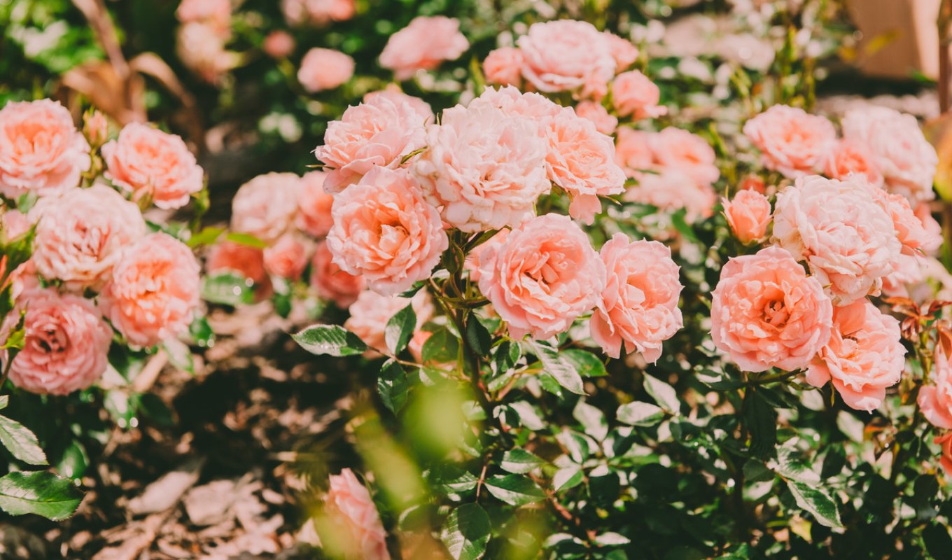 Zapraszamy na spacer