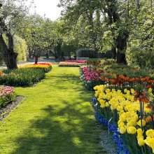 Majówka w tulipanach Afloparku!