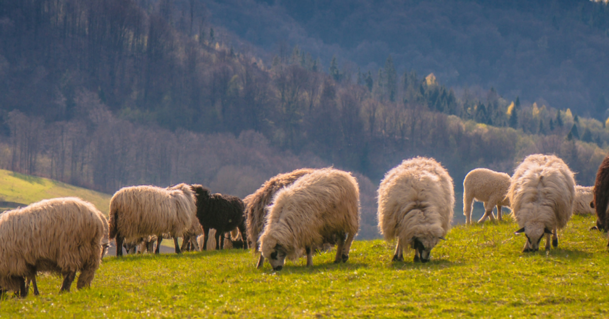 Hotel Pod Jedlami***