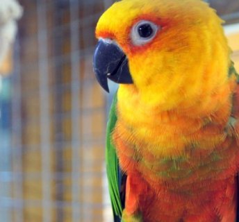 W pobliżu- Egzotyczne Zoo w Tuchlinie 