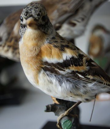 Muzeum Przyrodnicze Bieszczadzkiego Parku Narodowego w Ustrzykach Dolnych