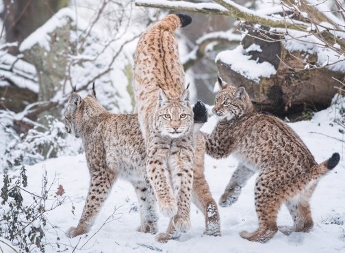 JUNO – nasza podopieczna z ZOO Wrocław