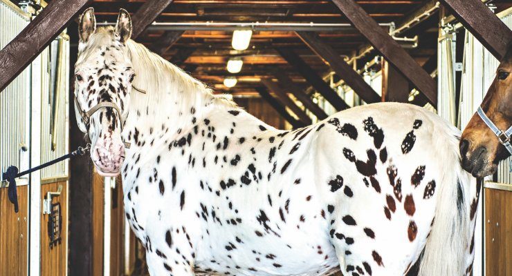 спорт і рекреація