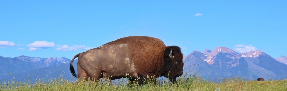 Muczne Żubry - zagroda, która zachwyca wielu podróżników