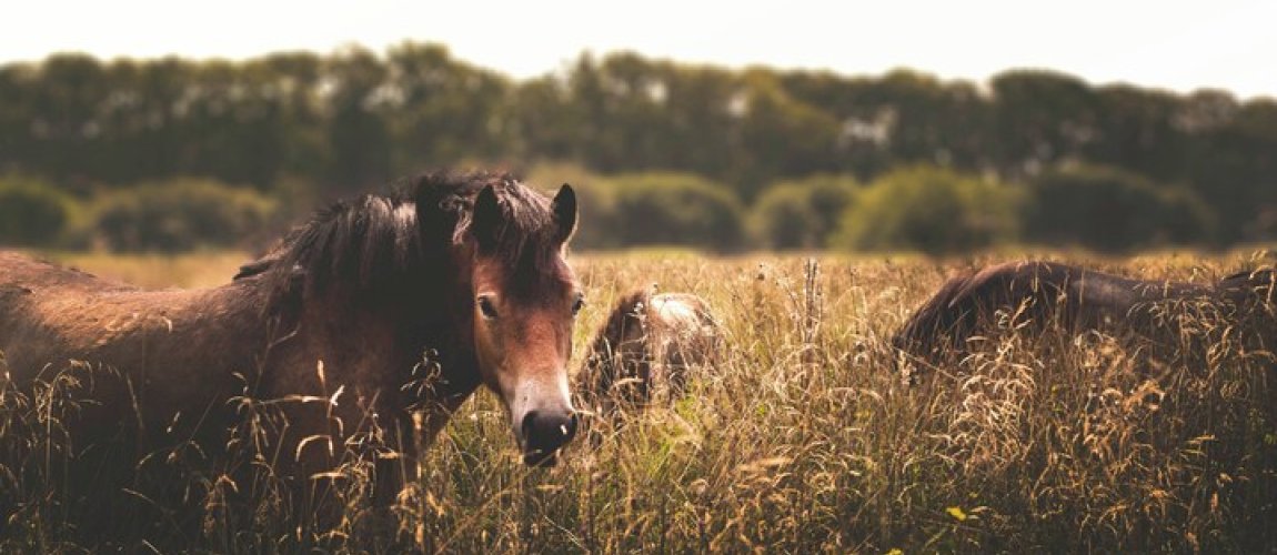 Bal Koniarza. Zwieńczenie imprezy jeździeckiej
