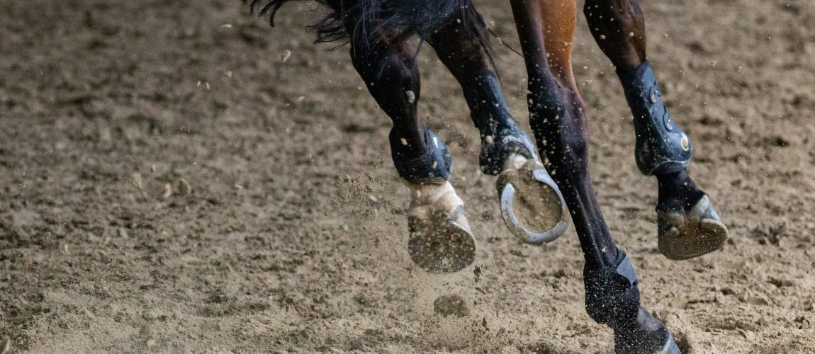 Zaprezentuj swoją ofertę na Warmińskich Targach Jeździeckich!