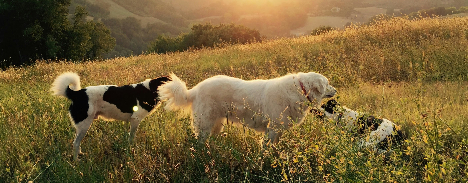 Wakacje na Mazurach z psem
