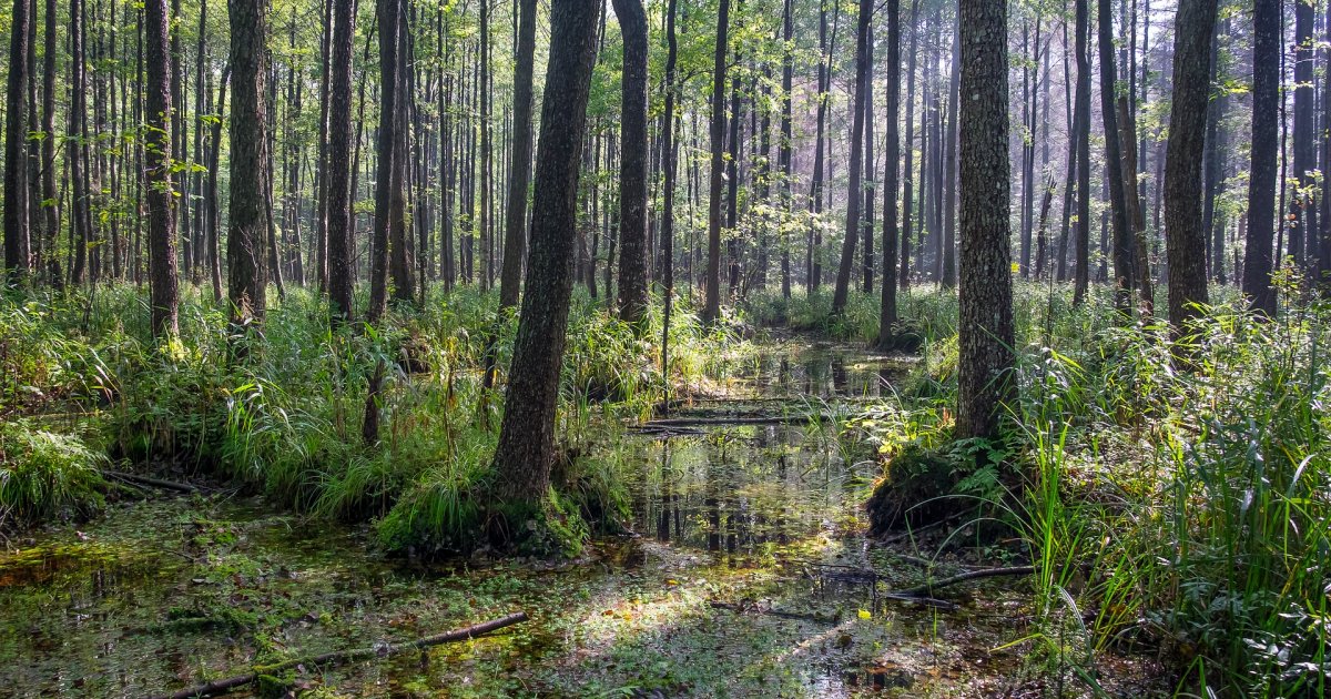 Nature | Enklawa Białowieska