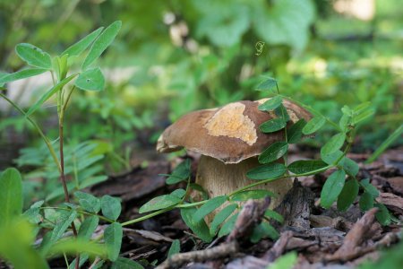 Natura
