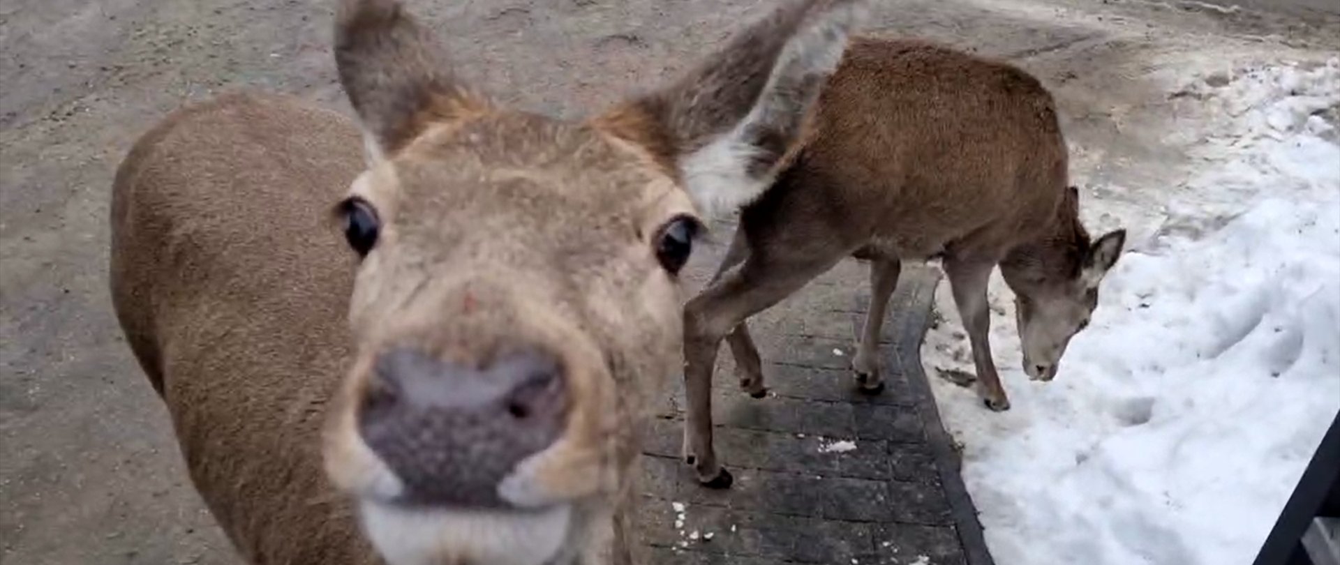 Nasi sąsiedzi – jelenie