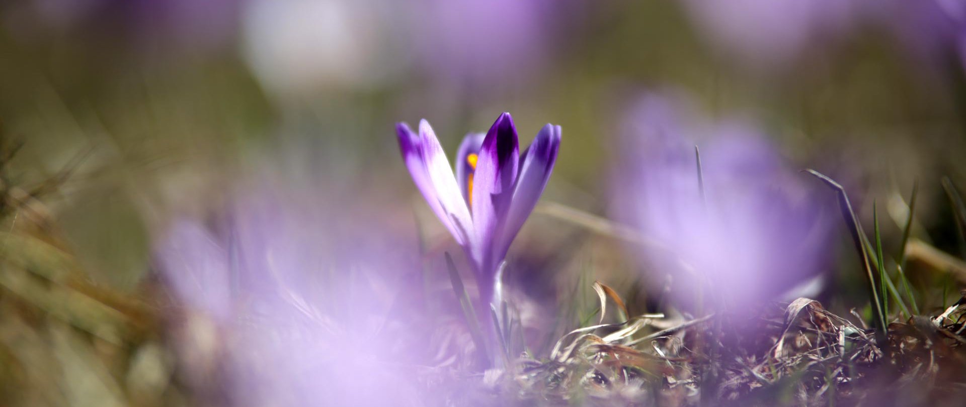 11 wskazówek, jak zorganizować wyjazd na krokusy