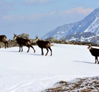 Tatras