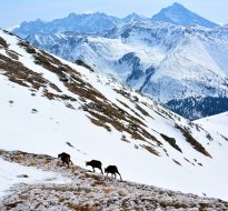 Tatras