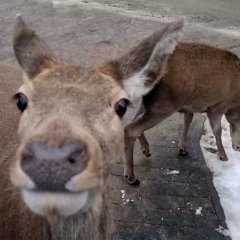 Nasi sąsiedzi – jelenie
