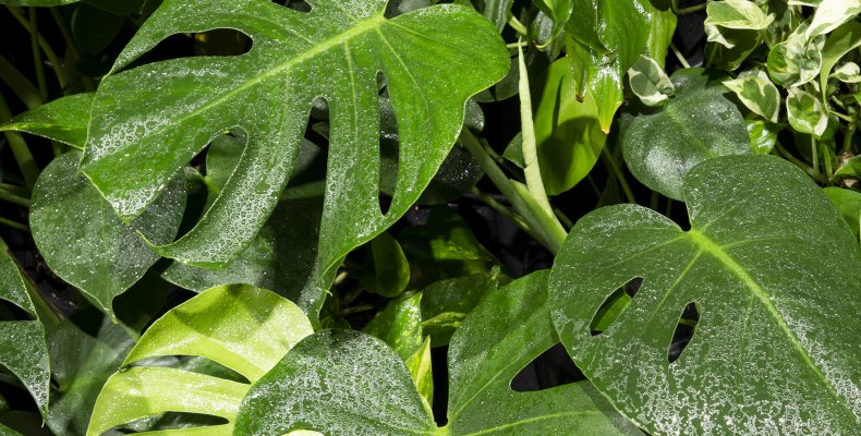 Idea biophilic design