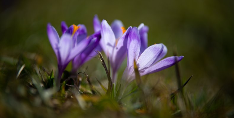 11 wskazówek, jak zorganizować wyjazd na krokusy