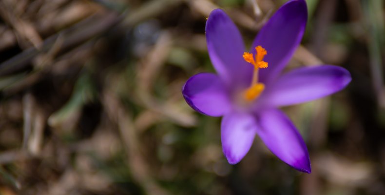 11 wskazówek, jak zorganizować wyjazd na krokusy