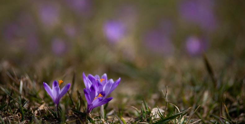 11 wskazówek, jak zorganizować wyjazd na krokusy