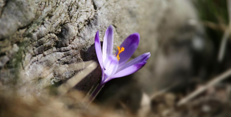 11 wskazówek, jak zorganizować wyjazd na krokusy