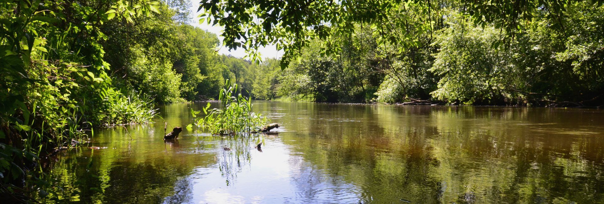 Rezerwat przyrody "Rzeka Drwęca"