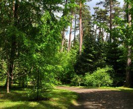 The forest arboretum of Warmia and Mazury in Kudypy (15 km od hotelu)