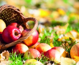 Stay calm and find apple in Stare Jabłonki