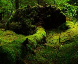 Forest educational path 