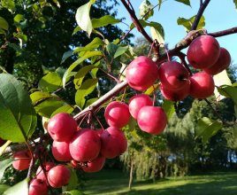 Apple trees in Stare Jabłonki