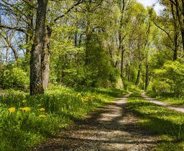 Gąsiorowskie Meadows