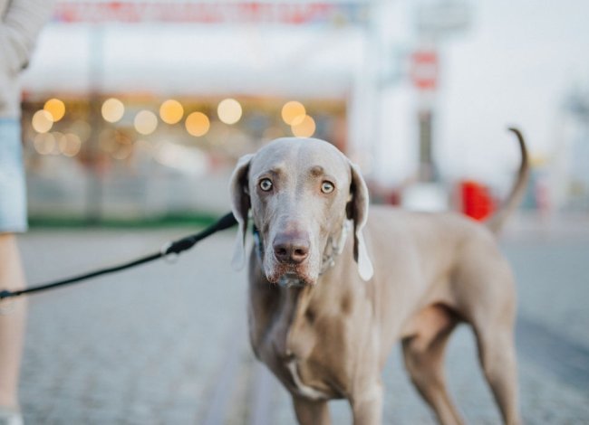 Hotel przyjazny zwierzętom