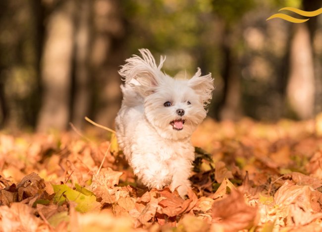 Hotel przyjazny zwierzętom