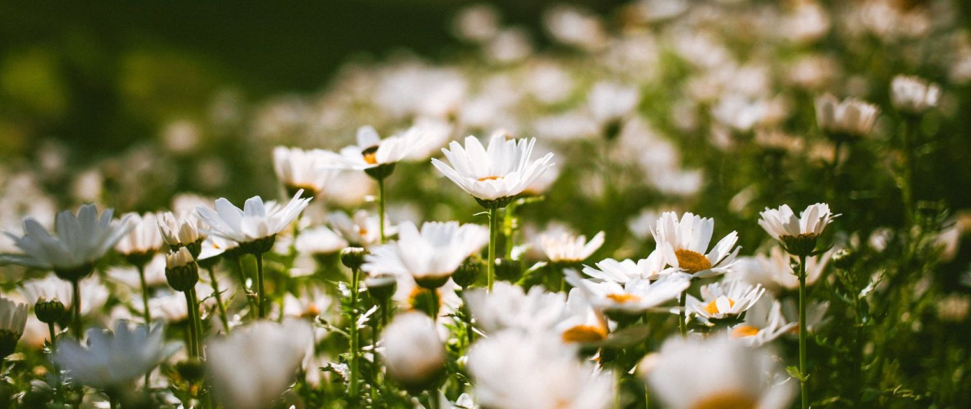 Spring Weekend in the Mountains