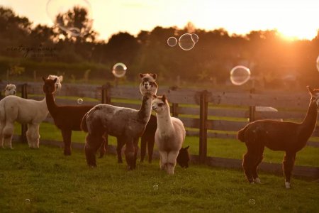 Co dělat v Brenně?