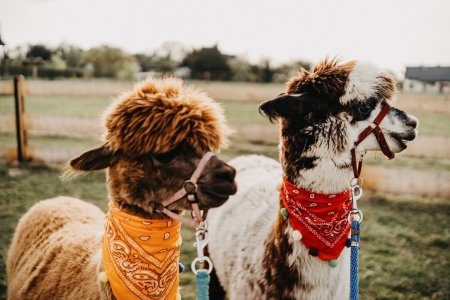 Co dělat v Brenně?