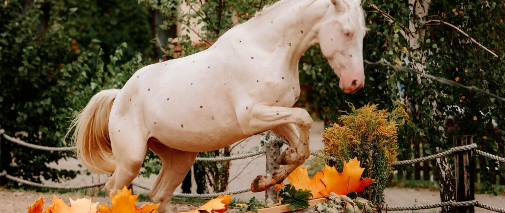 Event Konia Tarantowatego 