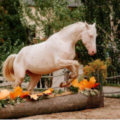 Event Konia Tarantowatego 