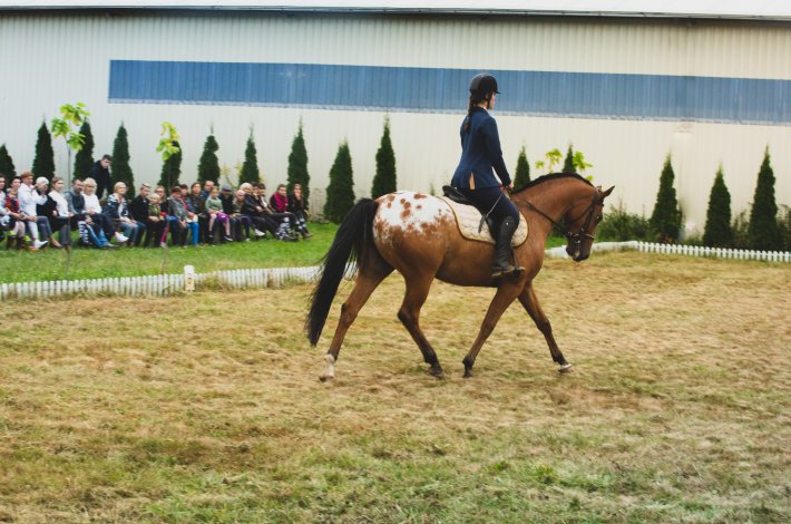 3. Szkoła hippiki dla konia