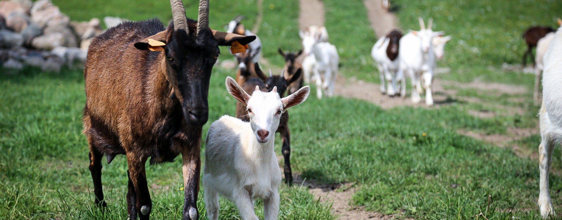 Złotna Goat Farm