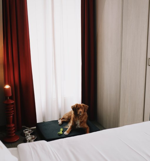 Zasady pobytu z psem w hotelu