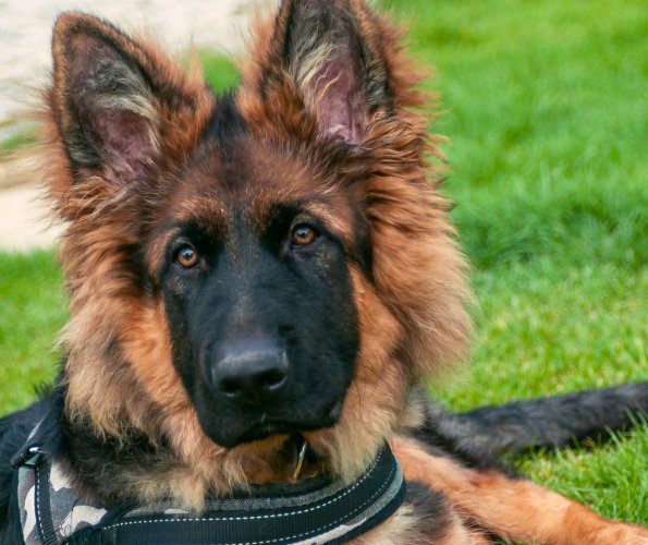 Resort przyjazny zwierzętom