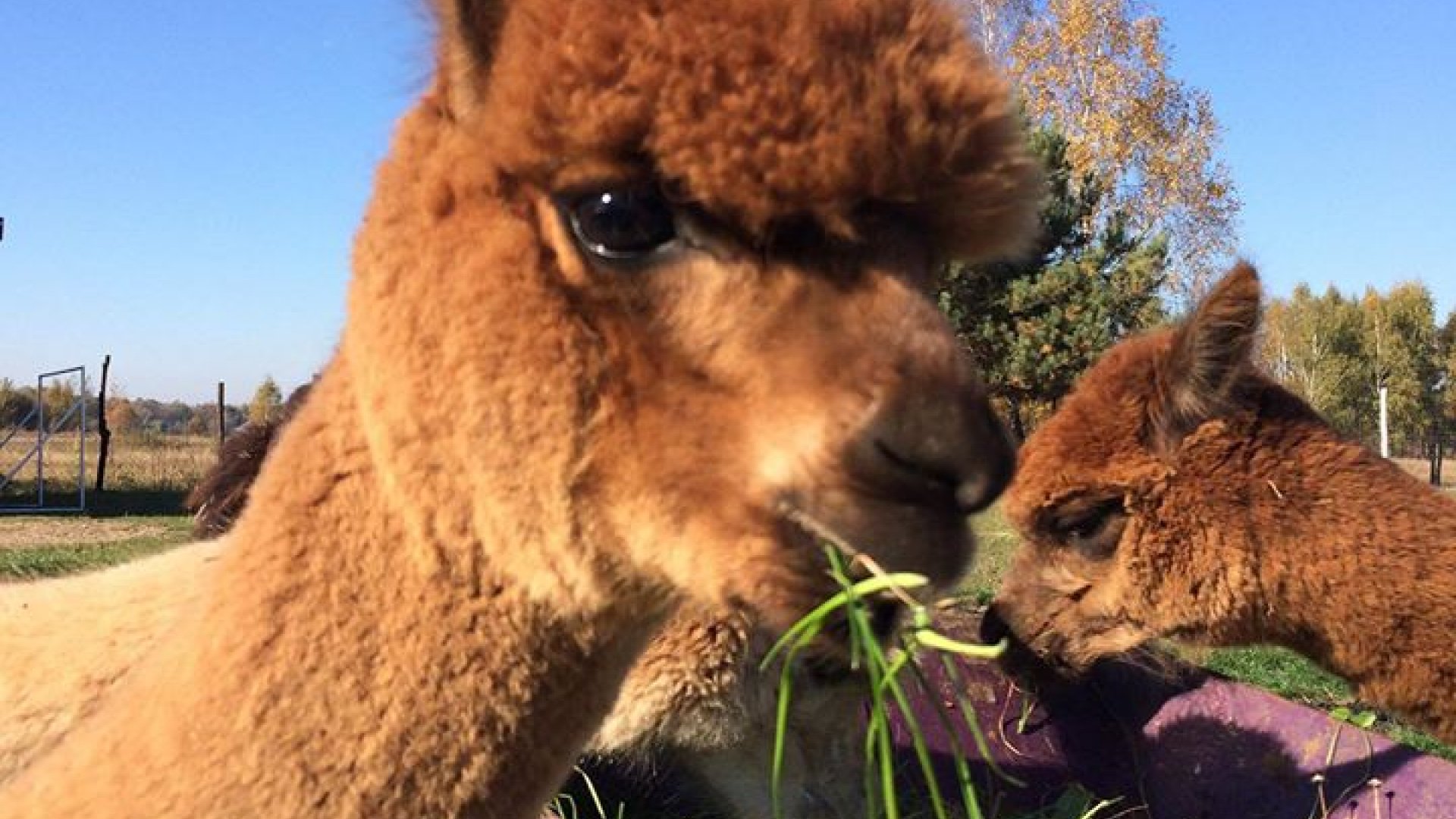 Альпаки в Забраньце