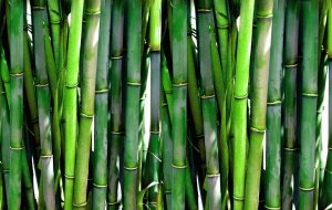 Ogród botaniczny we Wrocławiu