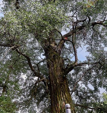 Miejsce otoczone naturą