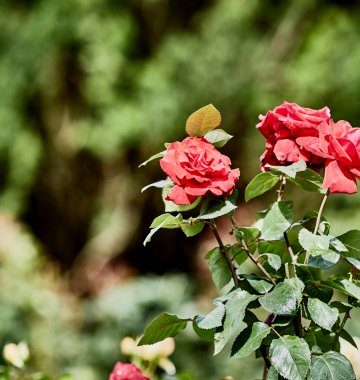Miejsce otoczone naturą
