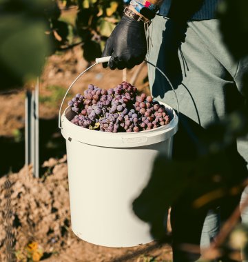 Zasmakuj w wykwintnej enoturystyce!