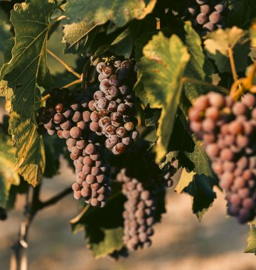 Odwiedź nasz Wine Bar i Winnice