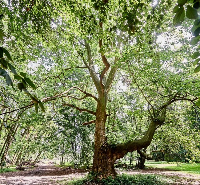 Drezyny – przejazd dla naszych Gości gratis